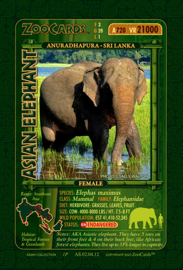 Elephant Card